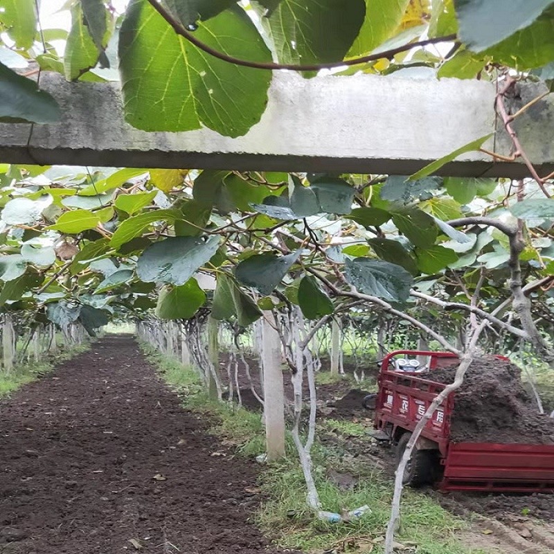 猕猴桃种植基地.jpg