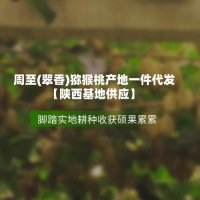 人生就是博尊龙ag旗舰厅(翠香)猕猴桃产地一件代发...